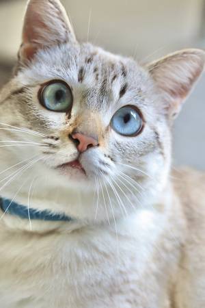 『ヤンキーの顔』だった野良猫　衝撃的な変化に「目を疑った」「泣いたわ」