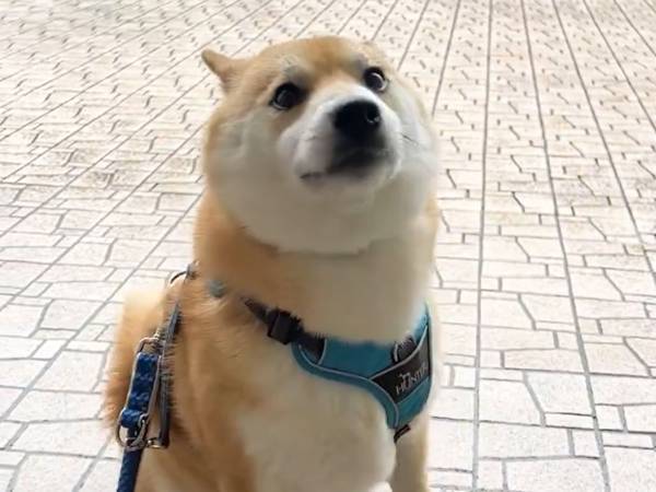 飼い主「カッパなしで大丈夫！」　しかし、雨が降ってきて？　柴犬の表情にご注目！