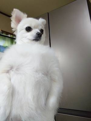 トリマーが変わった結果？　犬の姿に「強すぎるだろ」「ごめん笑った」