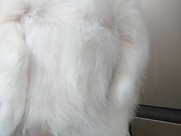 トリマーが変わった結果？　犬の姿に「強すぎるだろ」「ごめん笑った」