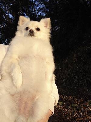 トリマーが変わった結果？　犬の姿に「強すぎるだろ」「ごめん笑った」