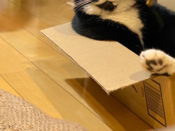 実家から預かることになった猫　１か月後の姿に「圧が強い」「めっちゃ笑った」