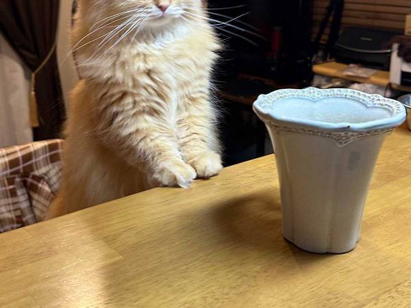 落ち込んでる？　哀愁あふれる猫の表情が話題　「一体どうした」「めっちゃ笑った」