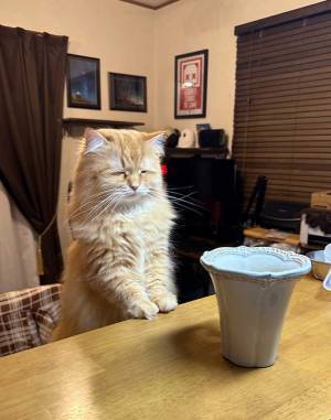 落ち込んでる？　哀愁あふれる猫の表情が話題　「一体どうした」「めっちゃ笑った」