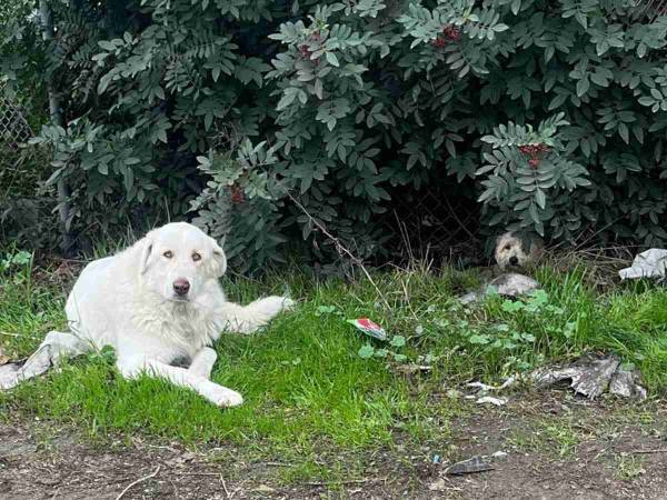 車にはねられて歩けない犬　そばに寄り添っていた『友達』の姿にホロリ