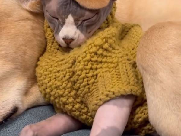 『猫を被る』ならぬ、猫が被った動画に「似合ってる」「パンケーキみたい」