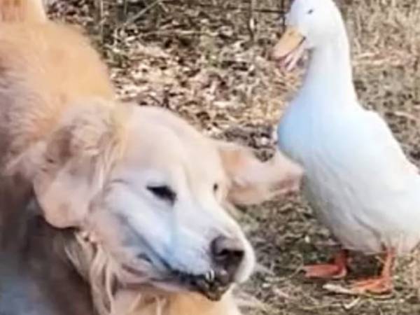 「声出して笑った」「動画で見たい」　アヒルに怒られた犬の姿が？