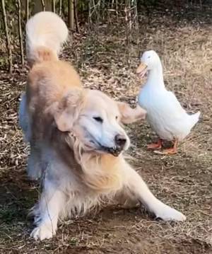 「声出して笑った」「動画で見たい」　アヒルに怒られた犬の姿が？