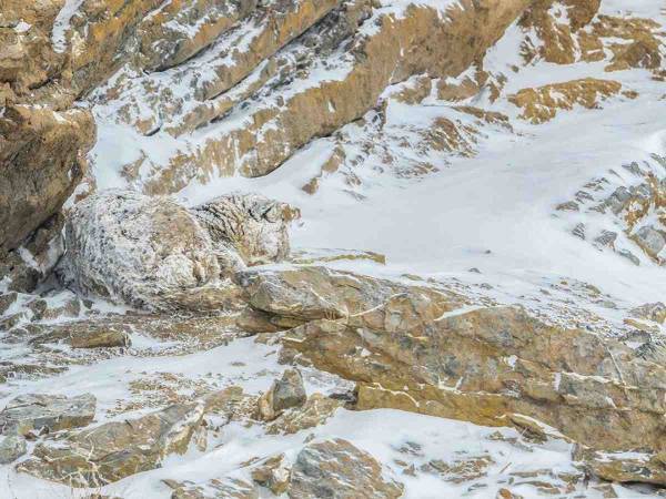 この写真に『動物』がいます　すぐに見つけられる？　「カムフラージュの達人！」