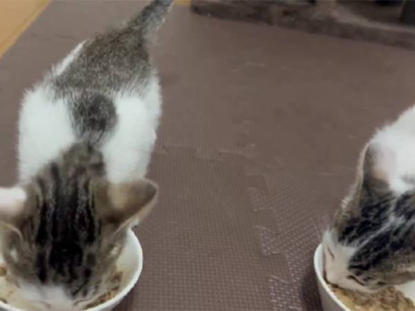 「飼い主への感謝」を伝えてる？　猫の映像に反響！「何回も見ちゃいます」