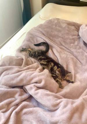 ベッドにダイブした子猫　そのまま？　写真に「疲れた日の私」「スーパーマンみたい」