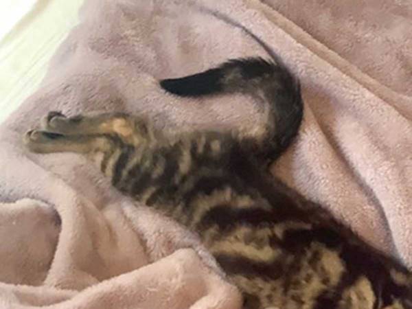 ベッドにダイブした子猫　そのまま？　写真に「疲れた日の私」「スーパーマンみたい」