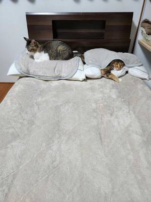 愛猫に枕を取られた飼い主　新しい枕を買った『結果』に「これは泣く」「爆笑した」