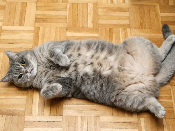 ぽっちゃり気味の猫　お腹を舐めようとする時の『動き』がまさにアレ　「笑った」