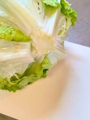 レタスを日持ちさせるには？　カゴメが教える方法に「勉強になりました」「やってみる」