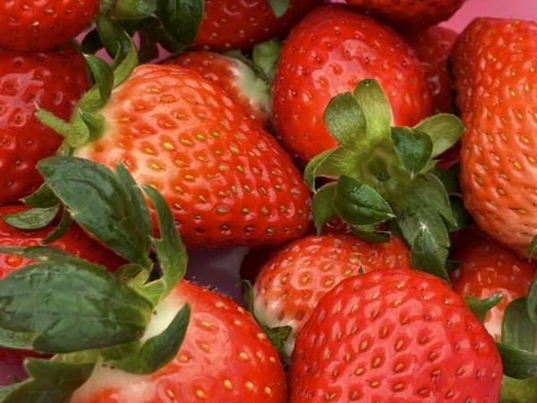 ○○を使うだけでイチゴの新鮮さをキープ！　ニチレイが教える保存方法に「参考になる」