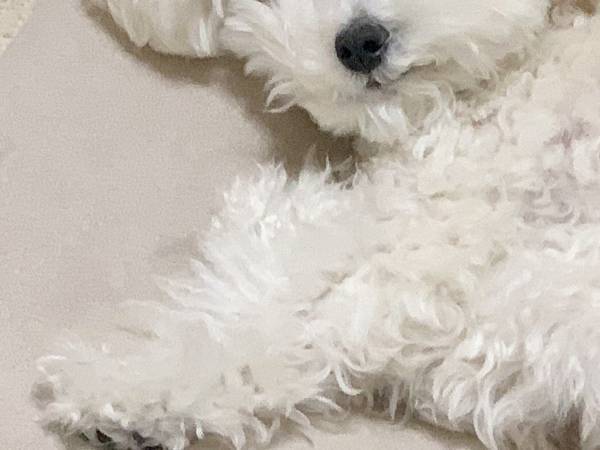 飼い主に起こされた犬　見せた姿に「ごめん爆笑した」「怒り心頭じゃん」