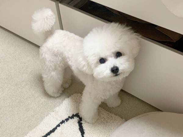 飼い主に起こされた犬　見せた姿に「ごめん爆笑した」「怒り心頭じゃん」