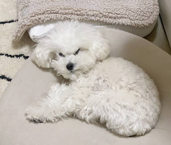 飼い主に起こされた犬　見せた姿に「ごめん爆笑した」「怒り心頭じゃん」