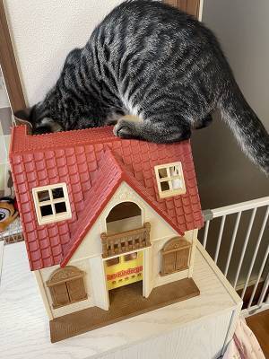 「に、逃げてー！」　猫がいる場所をよく見ると？