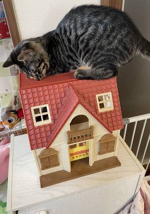 「に、逃げてー！」　猫がいる場所をよく見ると？