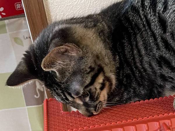 「に、逃げてー！」　猫がいる場所をよく見ると？