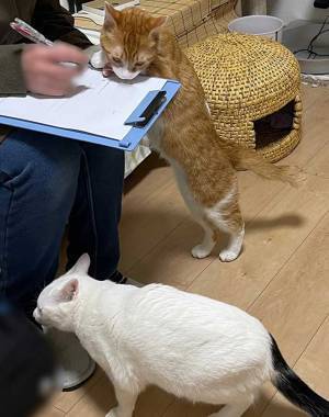 話題の整体院　お客さんが質問表を記入していると…？　「最高！」「癒される」