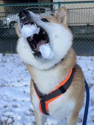 柴犬と雪合戦がしたい飼い主　まさかの結果に「違う、そうじゃない」「そっちかーい！」