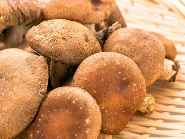 生シイタケのおいしさをアップさせるコツ　JA直伝の手軽なひと手間が「参考になる」