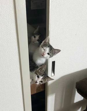 同居人「大変！早く来て」　急いで駆け付けると子猫が？　「コレは人を呼びたくなる」