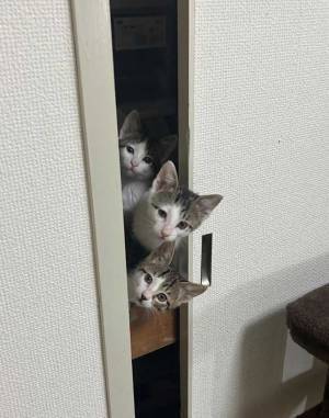 同居人「大変！早く来て」　急いで駆け付けると子猫が？　「コレは人を呼びたくなる」