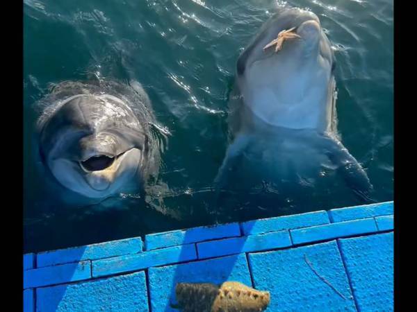 スタッフ「ゴミを見つけたら持ってきてね」　しかし、イルカが拾ってきたのは？