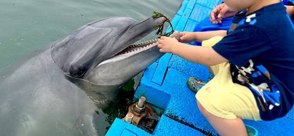 スタッフ「ゴミを見つけたら持ってきてね」　しかし、イルカが拾ってきたのは？