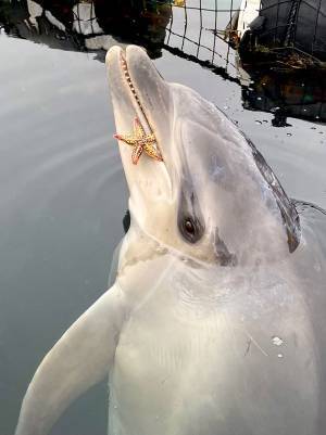 スタッフ「ゴミを見つけたら持ってきてね」　しかし、イルカが拾ってきたのは？