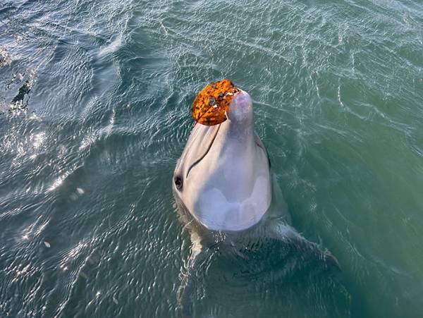 スタッフ「ゴミを見つけたら持ってきてね」　しかし、イルカが拾ってきたのは？