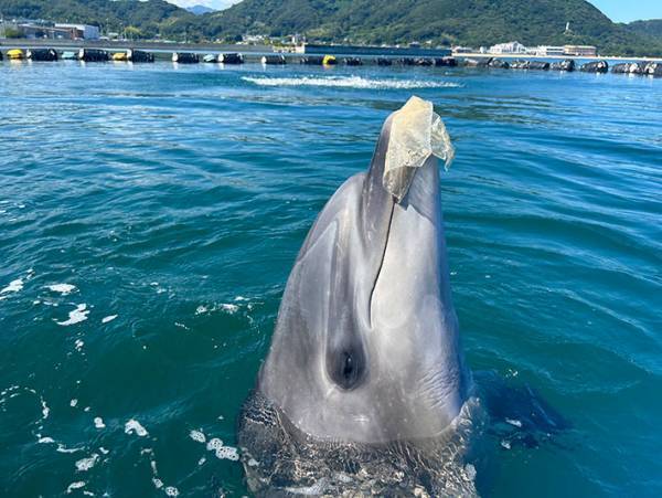 スタッフ「ゴミを見つけたら持ってきてね」　しかし、イルカが拾ってきたのは？
