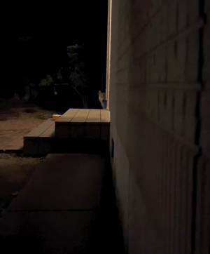 「R柴犬指定」　飼い主が投稿した動画に「見ちゃダメなやつ」「声出た」