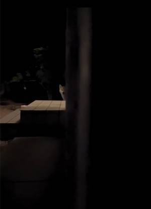 「R柴犬指定」　飼い主が投稿した動画に「見ちゃダメなやつ」「声出た」