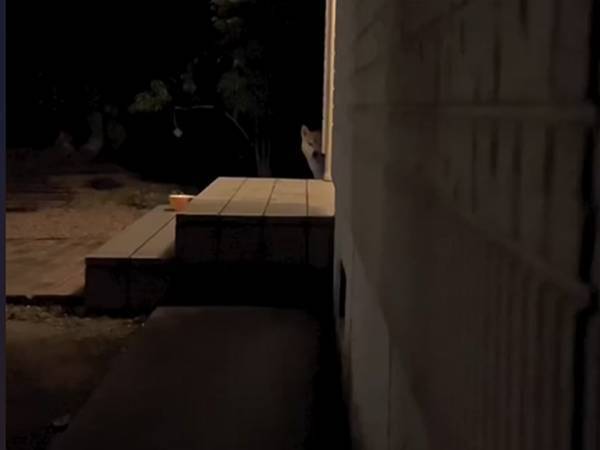 「R柴犬指定」　飼い主が投稿した動画に「見ちゃダメなやつ」「声出た」