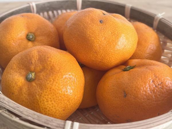 「試したい」「今日やろう」　指が黄色くならないミカンの食べ方