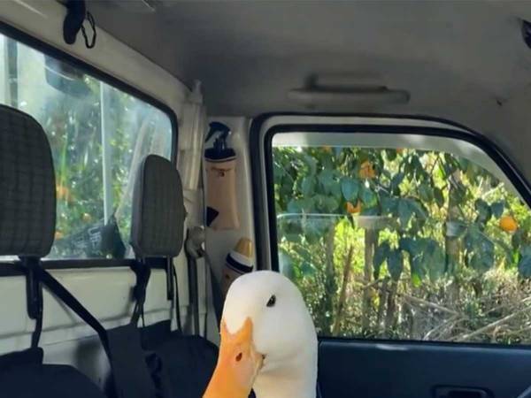 飼い主が戻ってきて嬉しいアヒル　動画に「かわいすぎ」「人間の子供みたい！」
