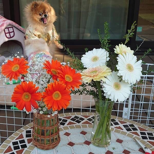 花束と犬の写真