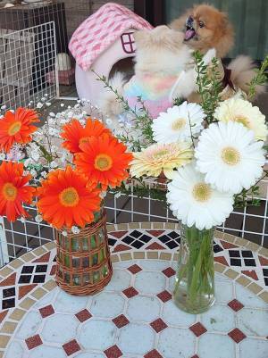 『切り花の写真』に写り込んでいたのは？　鬼気迫る表情に「ひえっ」「ごめんな」