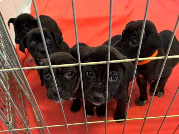 施設の前に子犬を放置した男性　非難どころか『ヒーロー』と呼ばれた理由は？