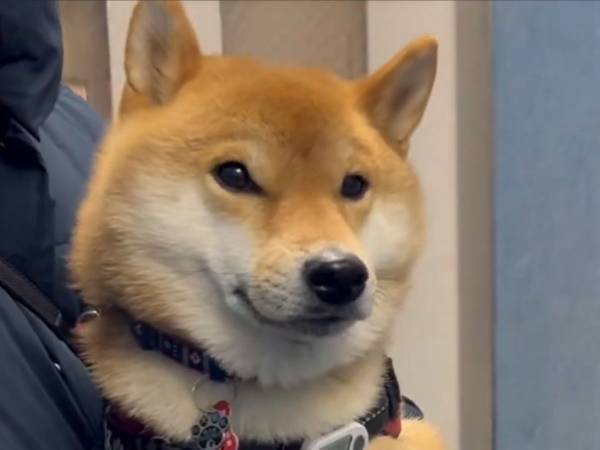 散歩終わり、エレベーターに乗った柴犬　飼い主の腕の中で…？