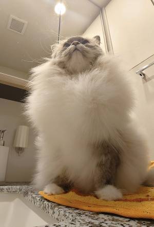 お風呂に入った猫　凄まじい変化に「マジで！？」「すごすぎる」