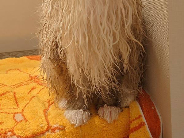 お風呂に入った猫　凄まじい変化に「マジで！？」「すごすぎる」