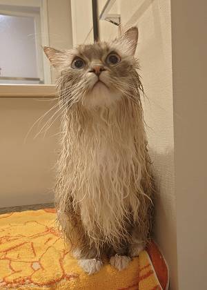 お風呂に入った猫　凄まじい変化に「マジで！？」「すごすぎる」
