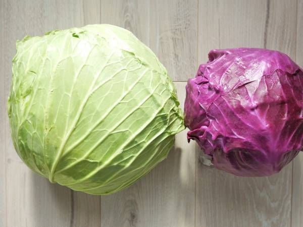 キャベツが冷凍保存できるって知ってた？　カゴメが教える簡単裏技に「もっと早く知りたかった」