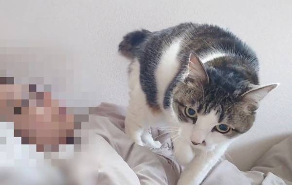 「あんなに身軽なのに…」　猫のある行動に「わざと」「嫌な気はしない」